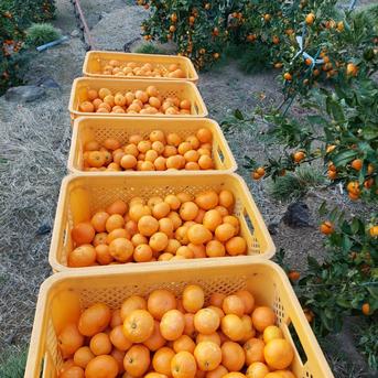 有田みかん【小粒小玉】2kg(箱込） ｜ 果物/温州みかん 産直アウル