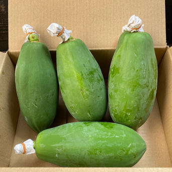 青パパイア　５kg ５kg 野菜/その他野菜通販