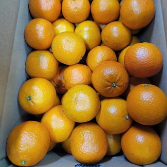 家庭用】屋久島名産たんかん5キロ | 果物/オレンジ・その他みかん