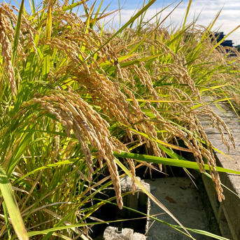 令和7年岡山県産アケボノ玄米30キロ | 米・穀物/玄米 産直アウル 農家