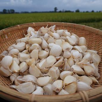 小さめ ホワイト バラにんにく】600g 北海道産 福地ホワイト六片種