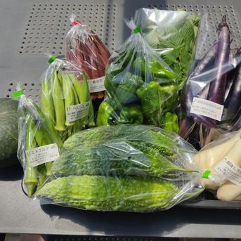 大自然の恵み｜朝採れ夏野菜5～7品おまかせセットLサイズ｜夏の旬を