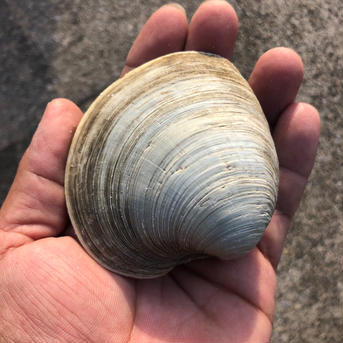 大きなホンビノス貝（1玉100g〜150g）(10玉) 10玉 魚介類/ホンビノス通販