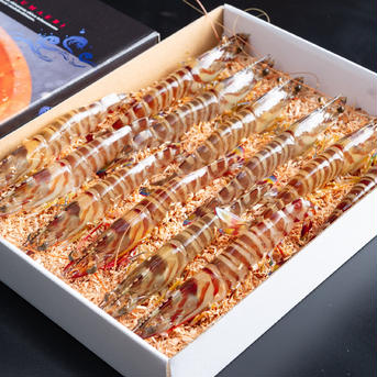【送料無料キャンペーン】活き車海老 500ｇ（18尾前後）プリっとした美味しい車海老！活きたままお届け！　 500ｇ(18尾前後) 魚介類/エビ通販