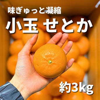 小玉 】愛媛県西予市明浜町産 せとか 約3kg｜とりこ農園 ｜ 果物