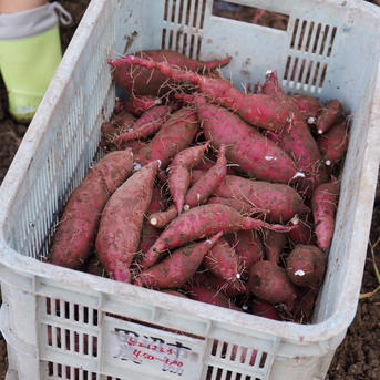 SS～Sサイズ】「特別栽培品」20kg（土付き） 1ヶ月超熟成！ 自社農園