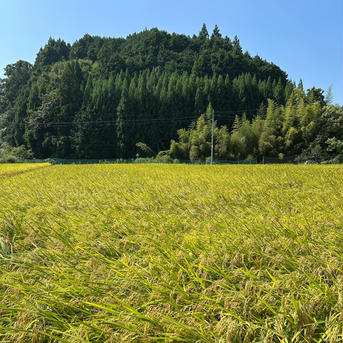 奈良県産 新米 ひとめぼれ 玄米 減農薬栽培 | 米・穀物/玄米