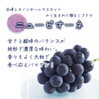 P-JN　花笑み農園　ピオーネと加工品セット（ピオーネジャム＆飲む酢） ピオーネ1房＋3本セット（ジャム、飲む酢　各1本） 加工品/加工品セット・詰め合わせ通販