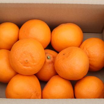 紫　紅ぷり3kg+小玉せとか4kgぐるりん 柑橘の大トロ 「せとか」4kg ｜ 果物/オレンジ・その他みかん 産直