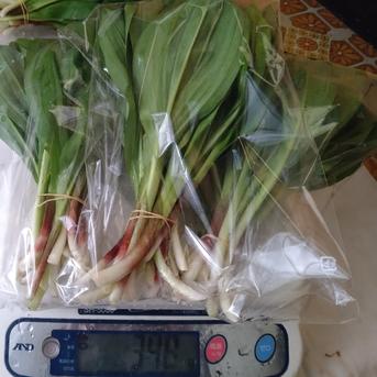 ラスト】天然行者にんにく300g(写真の1束100gです) ｜ 野菜/山菜 産直