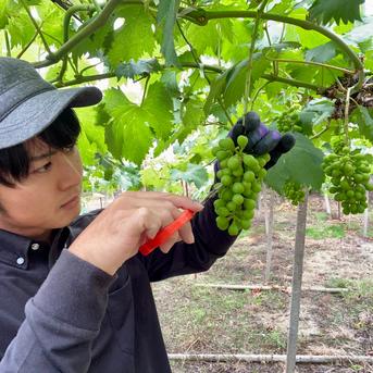 【贅沢夏ギフト】こだわりの厳選葡萄 クイーンニーナ&シャインマスカット&ニューピオーネ 約1.5kg 熨斗対応可 ニューピオーネ、クイーンニーナ、シャインマスカット、各約500g 果物/ぶどう通販