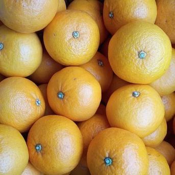甘夏みかん 秀品Mサイズ 9Kg ｜ 果物/その他果物 産直アウル 農家