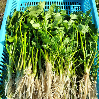 6周年限定】セリ ＜約350g：おまけ付＞ギシッとした歯応え、香しい