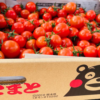 ミニトマト　12キロ　野菜　熊本　おやつ　弁当　おかず　ミネラル　リコピン ミニトマト 12キロ 野菜 熊本産地直送 弁当 おかず トマト ミネラル