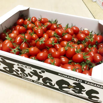 【熊本県在住の方限定‼︎】熊本県産 完熟アイコ『おるげんとまと』1.2kg 1.2kg 野菜/トマト通販