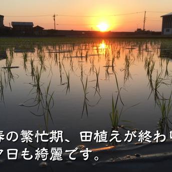 令和7年産 新米 石川県産 ゆめみづほ 玄米 15kg ｜ 米・穀物/玄米 産直