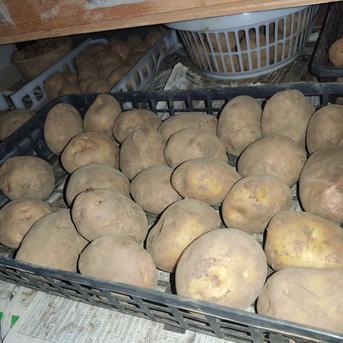 🥔農薬・化学肥料不使用「キタアカリ」3kg　サイズ色々セット🥔 ジャガイモ（キタアカリ）3kg 野菜/じゃがいも通販