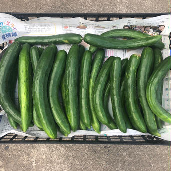 【4kg】露地きゅうり 4kg 野菜/きゅうり通販