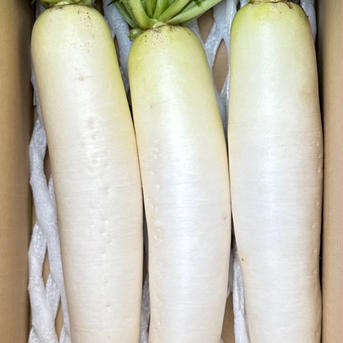 新鮮！青首大根セット5キロ 5キロ 野菜/大根通販
