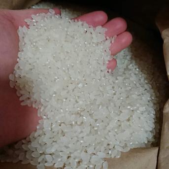 🍀送料シェア🍀あきたこまち　25㎏ 25㎏(精米後１割減) 米・穀物/米/精米通販