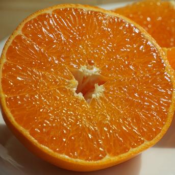 柑橘の大トロ 「せとか」4kg ｜ 果物/オレンジ・その他みかん 産直