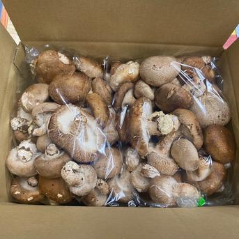 箱いっぱい房総しいたけ　サイズ無選別 60サイズ箱いっぱい 野菜/きのこ通販