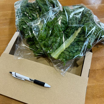 ＼数量限定／『かつお菜』【2枚】 2枚 野菜/その他野菜通販