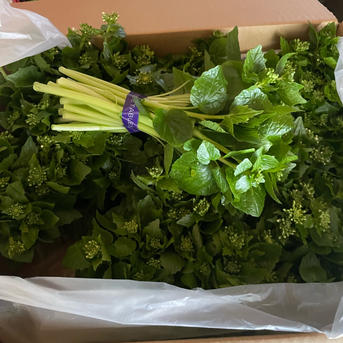 食品 無農薬 安曇野産 わさびの花1.5kg