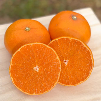 愛媛県西予市明浜町産 せとか 約5kg（サイズ混合）産地直送｜とりこ