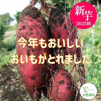 2025年新物】〇 秋の収穫祭 〇 新芋 10kg 🍠農薬不使用 紅はるか