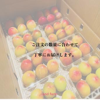 【すもも・太陽】貴陽の生みの親！酸味と甘味の絶妙なバランス 約10玉 すもも太陽1.5kg 果物/すもも・プラム通販