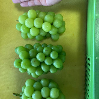 すぐ発送！約1.7キロ3-5房入樹上完熟シャインマスカット- 家庭用訳あり