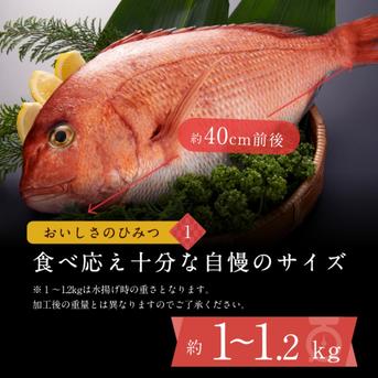 【着日指定◎】お正月に食べたいブランド真鯛！３枚下ろし・皮あり【正月予約】 皮あり　１〜1.2kg(処理前) 魚介類/鯛通販