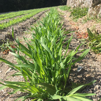 新茶　六条麦茶　250ｇ×2袋セット　農薬・化学肥料不使用　天日干し大麦使用　送料込み 500 お茶/その他のお茶通販
