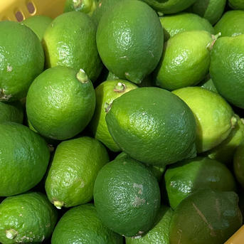 NZSS和歌山県産レモン10kg 農薬不使用、ワックス不使用化学肥料不使用 農薬不使用！】 国産レモン 10kg ｜ 果物/香酸柑橘(ライム・レモン等