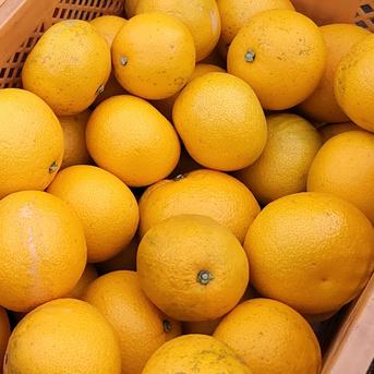 【八朔(はっさく) ご家庭用 8kg】サイズ混合　和歌山県有田市　産地直送 8kg(箱込み)＋補償分増量 果物/その他柑橘類通販