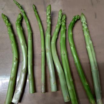 【朝採】 アスパラガス 規格外品 2kg 【収穫当日発送】 アスパラ 規格外 2kg 野菜/アスパラガス通販