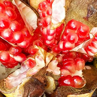 超希少】国産ザクロ（約500g、2~3個）農薬・化学肥料不使用 ｜ 果物