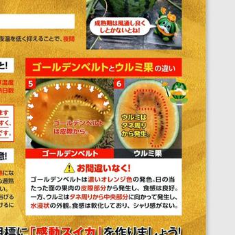 山形県産　金色羅皇　Lサイズ　1玉　6～6.8㎏ スイカLサイズ6～6.8㎏ 果物/スイカ通販