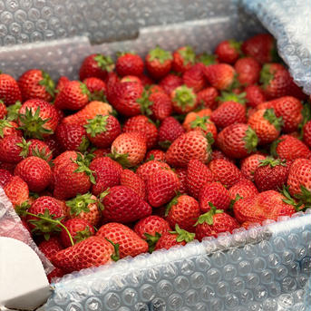 ジャム用いちごさん4kg(潰れが気にならない方限定) 4kg 果物/いちご通販