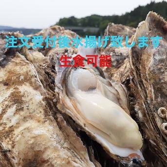 南三陸志津川産　漁師直送　生食可　真牡蠣6kg 　注文受付後水揚げ！ 6kg （kg/6〜9個） 魚介類/牡蠣通販