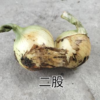 農家直送　淡路島産玉ねぎ　訳あり３キロ 3kg 野菜/玉ねぎ通販