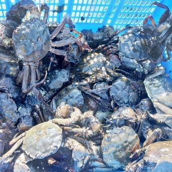 🧊急速冷凍モクズガニ🦀大サイズ２kg(目安9-15杯)  2kg入り×1箱でお届けツガニ つがに 宮城県松島産  他に小中サイズも出品中 もくずがに 蟹汁🦀🔥カニ 중화융오게 中华绒螯蟹 モクズガニ大2kg 魚介類/カニ通販
