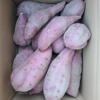 茨城県産　さつまいも　紅はるか　訳あり　無農薬栽培 5kg 野菜/さつまいも通販