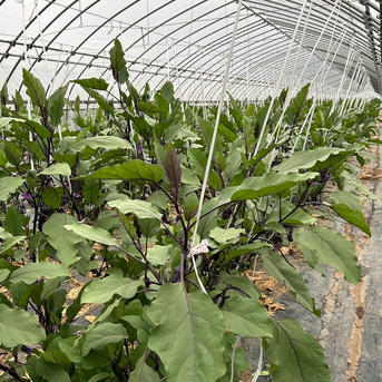 塩野Farm の ﾄﾛｳﾏ茄子 ★訳ありｳﾏなす 約４〜４.５キロ【40~45本前後】 野菜/茄子通販