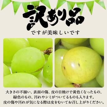【選果落ち 訳あり商品】  ぶどう シャインマスカット 4パック 約1200gから1400g【003】粒不揃い クール冷蔵 規格外 家庭用 贈答不可 加工用  果物  熊本 福岡 葡萄 ブ  4パック 約1200gから1400g 果物/ぶどう通販