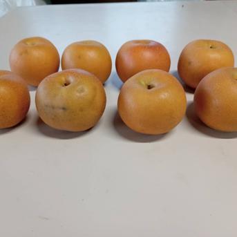 訳ありあきづき梨　約5㎏　8～12玉 約5㎏ 果物/梨通販
