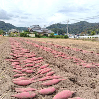 訳ありC品】熟成不要のさつま芋「あまはづき5kg」（虫害・割れ・キズ