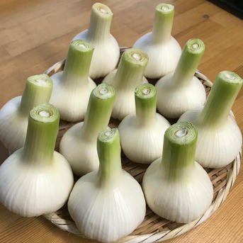 これぞ「旬」甘みたっぷりフレッシュにんにく1.3kg 2L球以上10玉前後