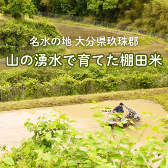 【令和７年米予約/特別栽培米】ひとめぼれ5㎏ 棚田米 5㎏ 米・穀物/米/精米通販